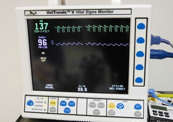 Praxis am Dorney Tierarzt in Dortmund EKG