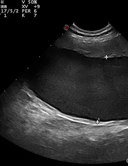 Praxis am Dorney Tierarzt in Dortmund Pyometra