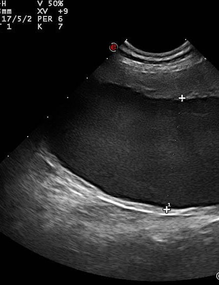 Praxis am Dorney Tierarzt in Dortmund Pyometra
