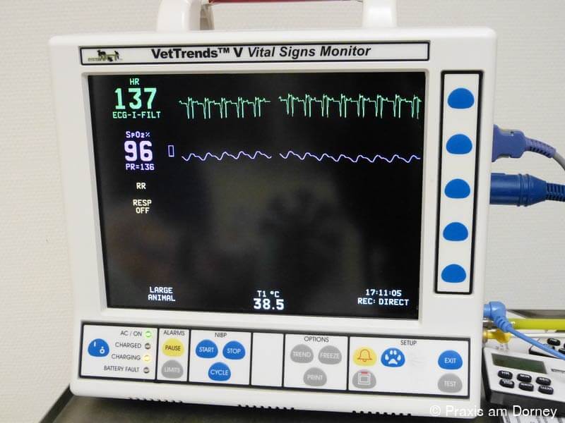 Praxis am Dorney Tierarzt in Dortmund EKG