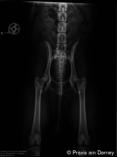 Praxis am Dorney Tierarzt in Dortmund PennHIP-Röntgen