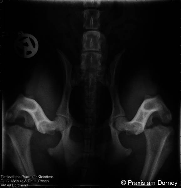 Praxis am Dorney Tierarzt in Dortmund PennHIP-Röntgen