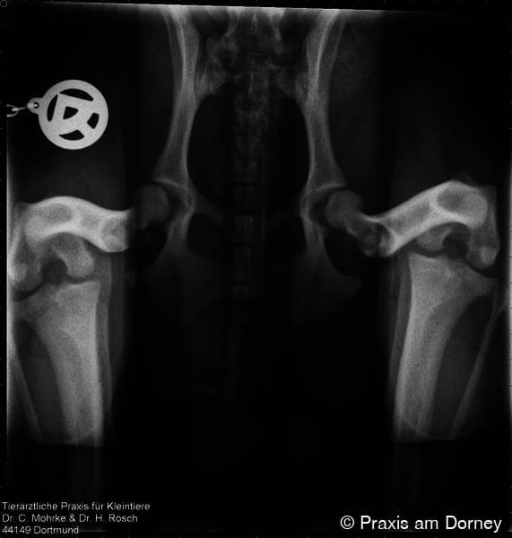 Praxis am Dorney Tierarzt in Dortmund PennHIP-Röntgen